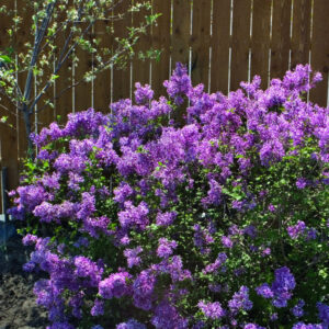 Bloomerang® Dark Purple Reblooming Lilac ~ Syringa x 'SMSJBP7' G3