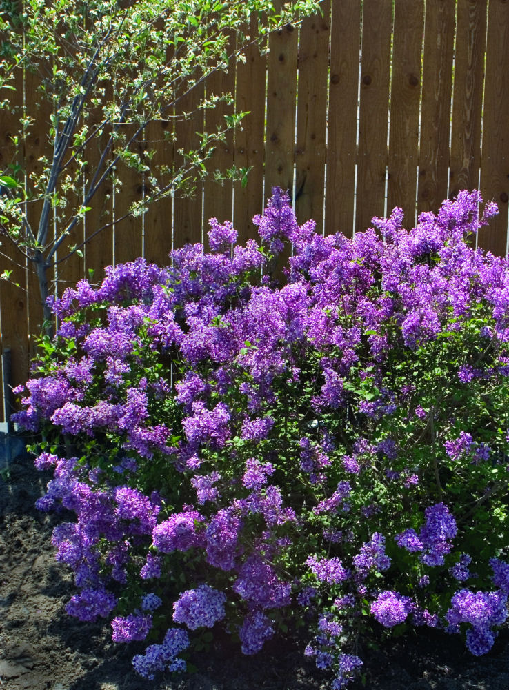 Bloomerang® Dark Purple Reblooming Lilac ~ Syringa x 'SMSJBP7' G3