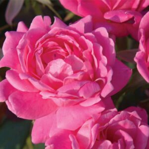 Pink Double Knock Out® Rose ~ Rosa ‘Radtkopink’ G3