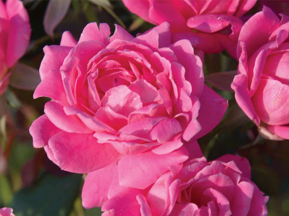 Pink Double Knock Out® Rose ~ Rosa ‘Radtkopink’ G3