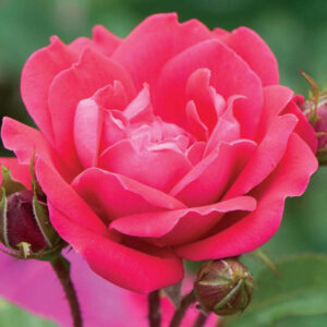 Double Knock Out® Rose ~ Rosa ‘Radtko’ 19CM