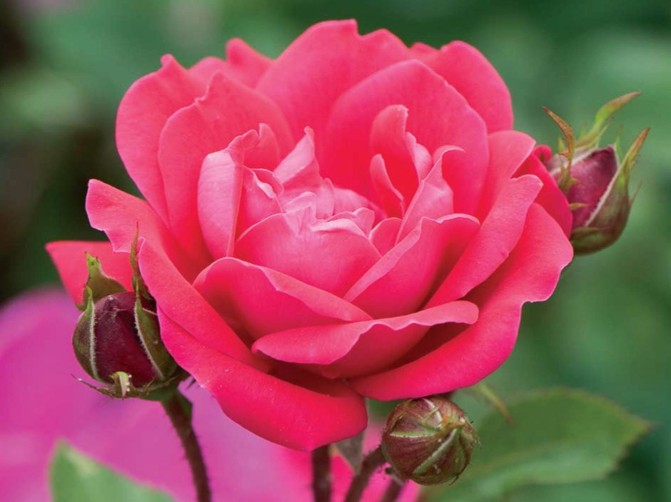 Double Knock Out® Rose ~ Rosa ‘Radtko’ G3