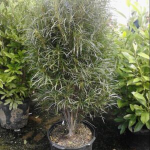 Fine Line® Buckthorn ~ Rhamnus frangula 'Ron Williams' G3