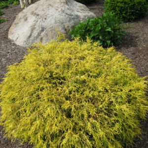 Golden Mop Threadleaf False Cypress ~ Chamaecyparis pisifera 'Golden Mop' G2