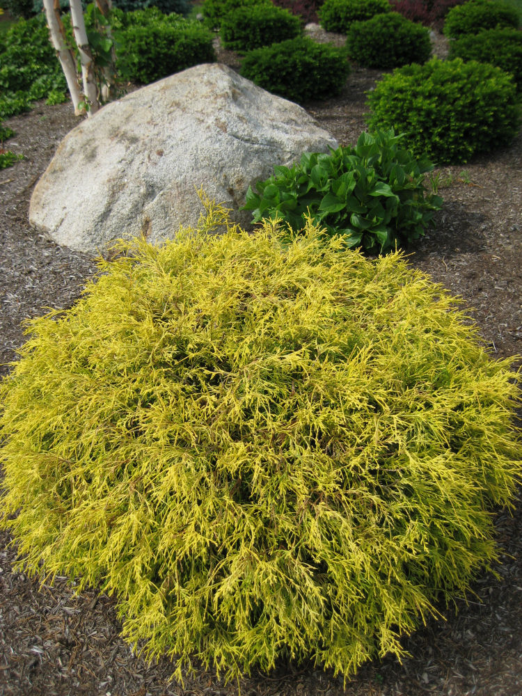 Golden Mop Threadleaf False Cypress ~ Chamaecyparis pisifera 'Golden Mop' G2