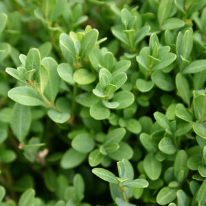 Green Gem Boxwood ~ Buxus x 'Green Gem' G2