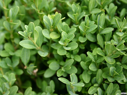 Green Gem Boxwood ~ Buxus x 'Green Gem' G2