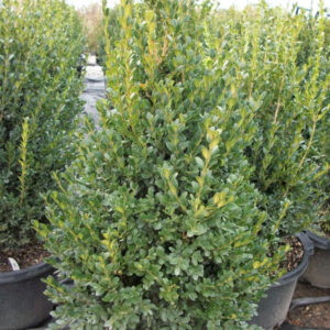 Green Mountain Boxwood ~ Buxus x 'Green Mountain' G3