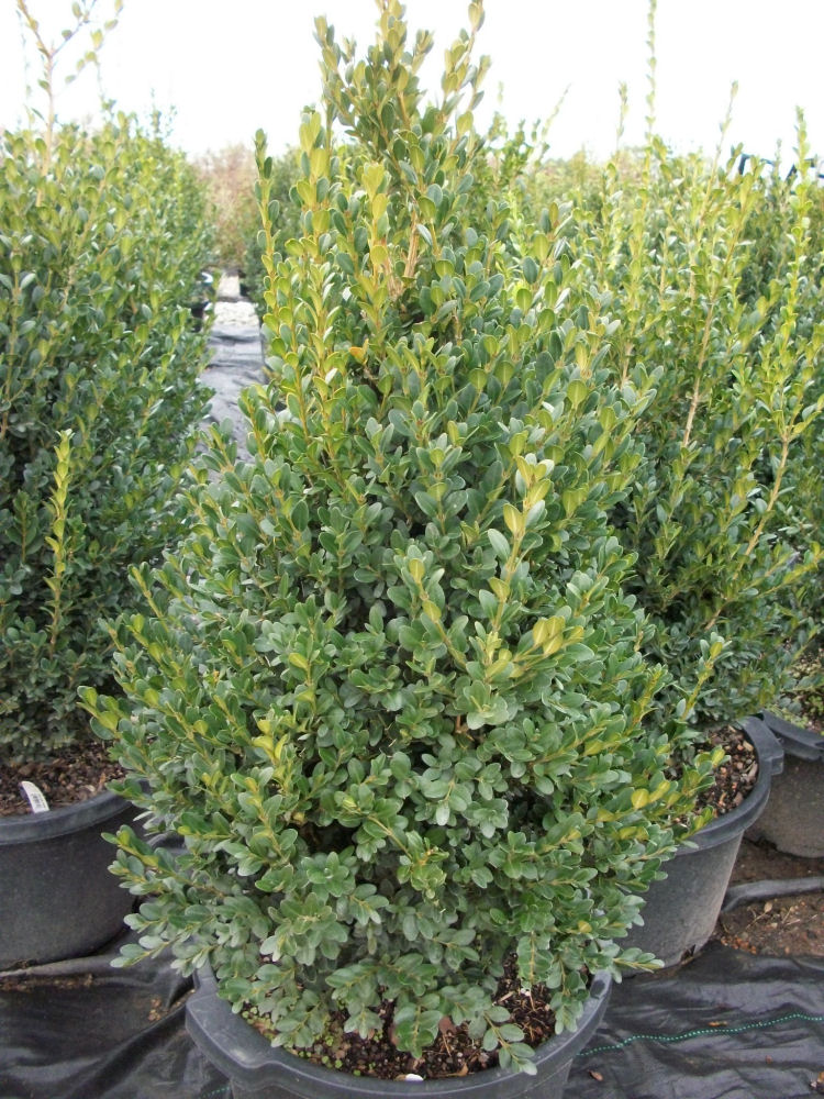Green Mountain Boxwood ~ Buxus x 'Green Mountain' G3