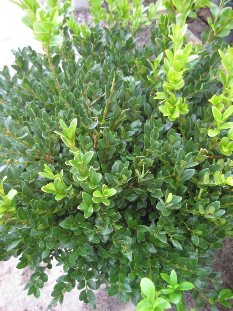 Green Velvet Boxwood ~ Buxus x 'Green Velvet' G2