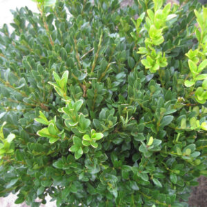 Green Velvet Boxwood ~ Buxus x 'Green Velvet' G3