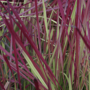 Red Baron Japanese Blood Grass ~ Imperata cylindrica 'Red Baron' 19CM
