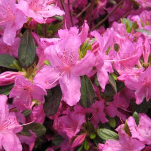 Karen Azalea ~ Rhododendron x ‘Karen’ G3