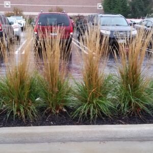 Foerster's Feather Reed Grass ~ Calamagrostis x acutiflora 'Karl Foerster' G3