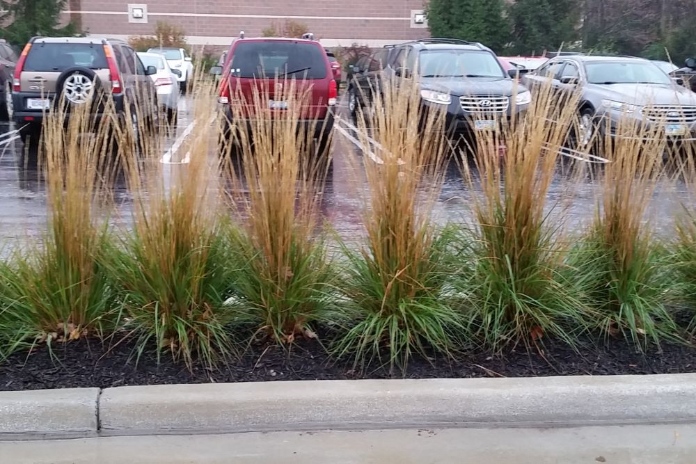 Foerster's Feather Reed Grass ~ Calamagrostis x acutiflora 'Karl Foerster' G3