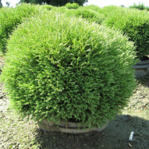 Mr. Bowling Ball® Arborvitae ~ Thuja occidentalis 'Bobozam' G3