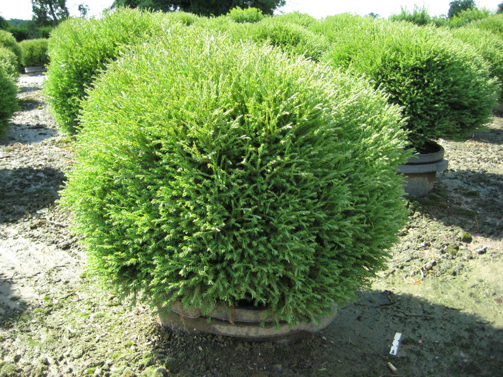 Mr. Bowling Ball® Arborvitae ~ Thuja occidentalis 'Bobozam' G3