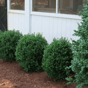 NewGen Freedom® Boxwood ~ Buxus x 'SB 300' G3
