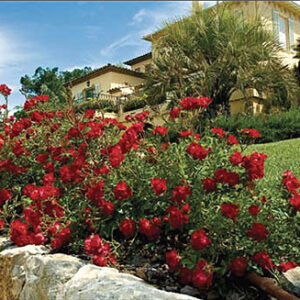 Red Drift® Groundcover Rose ~ Rosa 'Meigalpio' G2