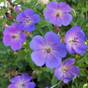 Rozanne Cranesbill ~ Geranium 'Rozanne' 19CM