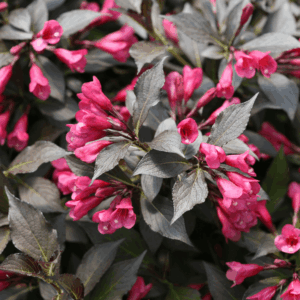 Spilled Wine® Weigela ~ Weigela florida 'Bokraspiwi' G3